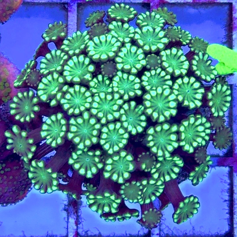 Aussie Ultra Alveopora Size: M 0.75" to 1" - Violet Aquarium