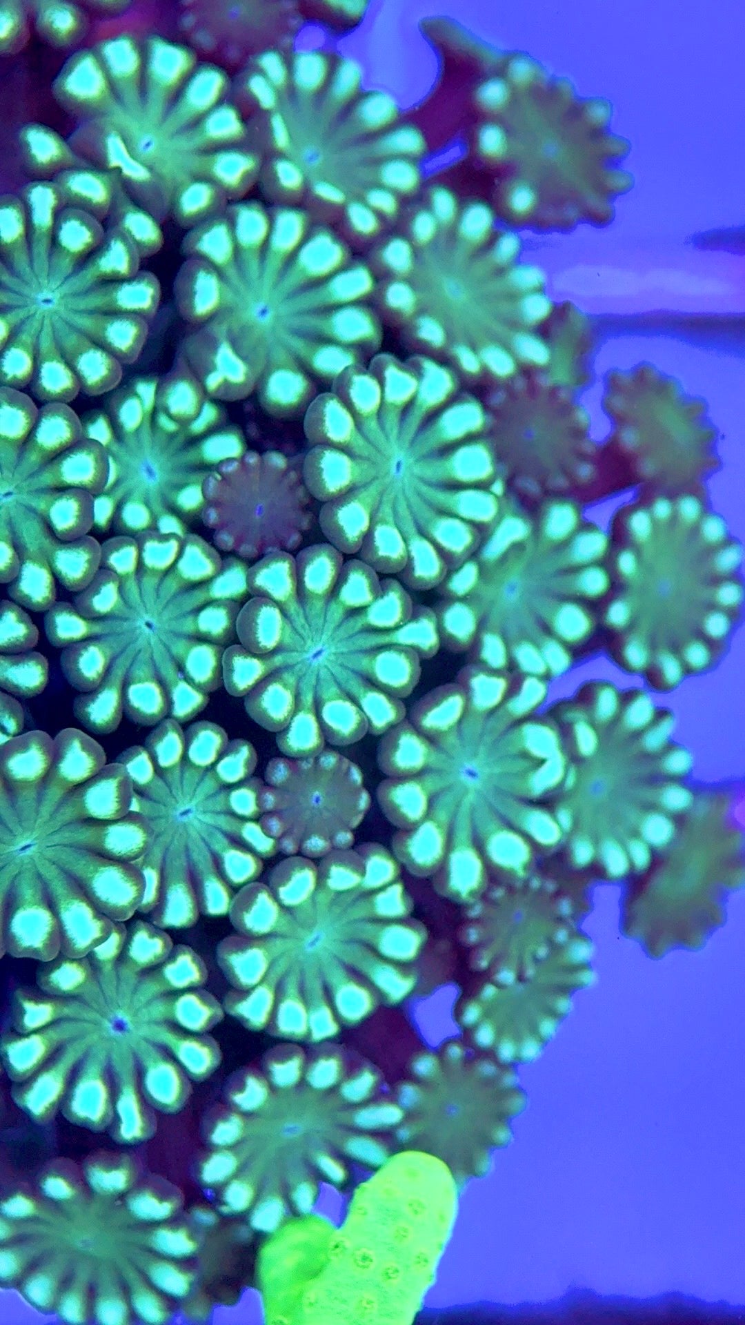 Aussie Alveopora AA103001 WYSIWYG