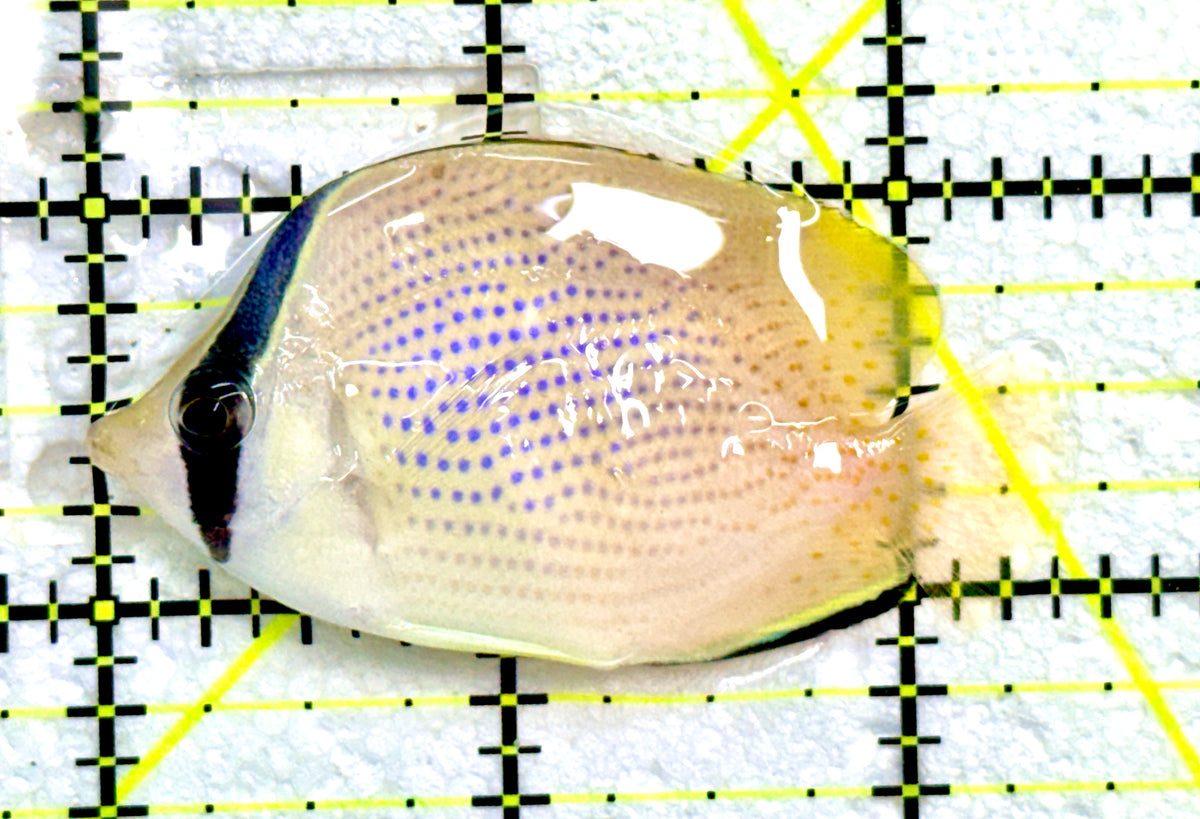 Citron Butterflyfish CB091201 WYSIWYG Size: M 2.5" approx