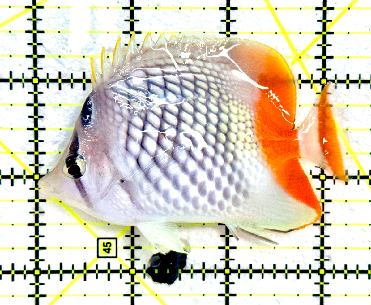 Pearlscale Butterflyfish PB091201 WYSIWYG Size : M 3.5" approx