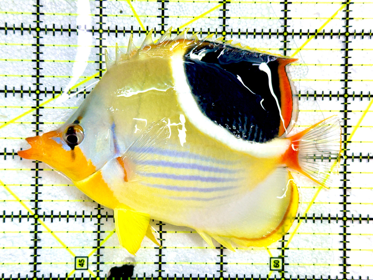 Saddleback Butterflyfish SB091202 WYSIWYG Size: XXL/SHOW 5.25"approx