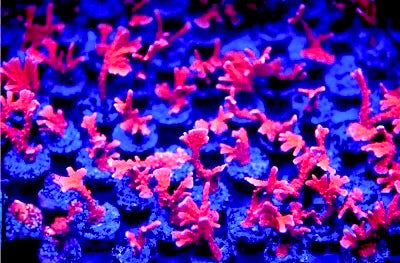 Hand Gesture Manila spy Montipora (Acuacultured) Size: M 0.5" to 0.75" - Violet Aquarium