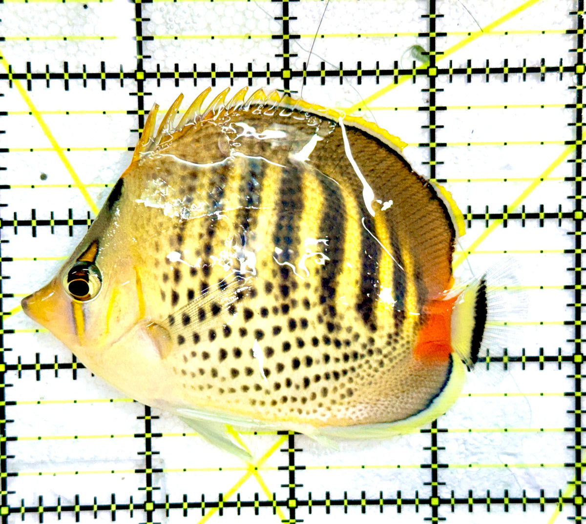 Punctato Butterflyfish PB091201 WYSIWYG Size: L 3.25” approx