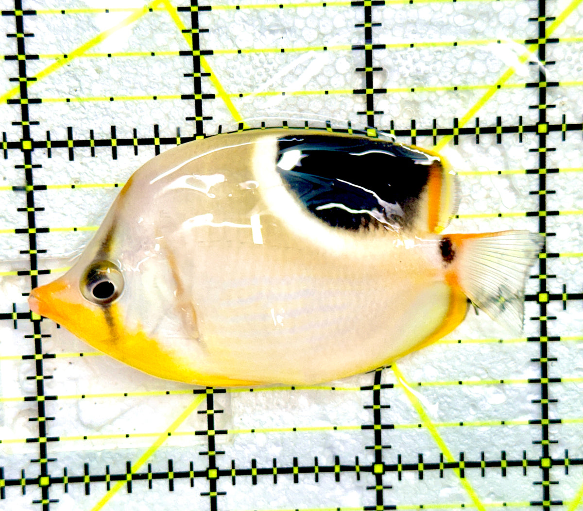 Saddleback Butterflyfish SB091201 WYSIWYG Size: M 3" approx