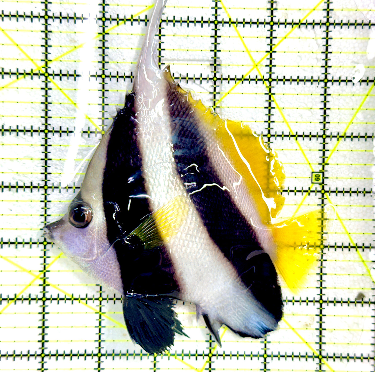 Heniochus Butterflyfish (Reef Safe) HB091203 WYSIWYG Size: L 5" approx