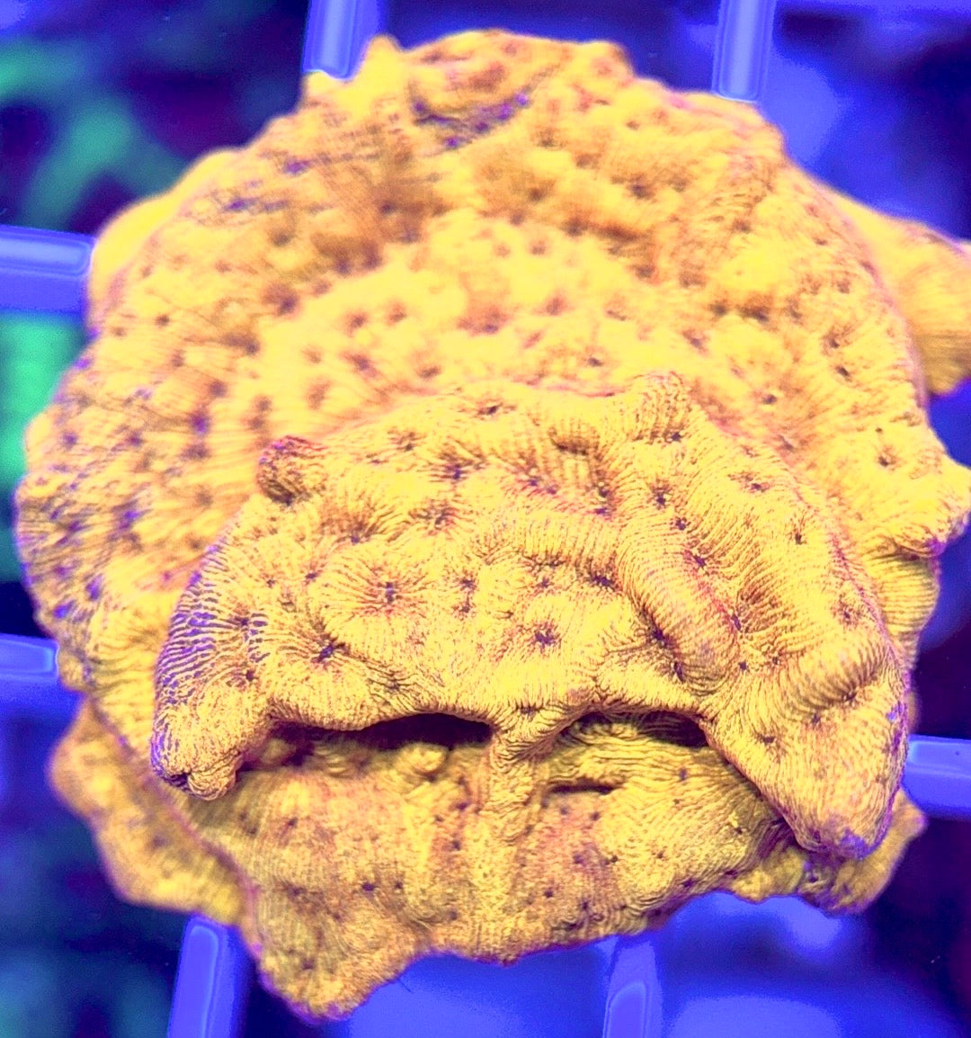 VA Gold Leptoseris VAGL103001 WYSIWYG