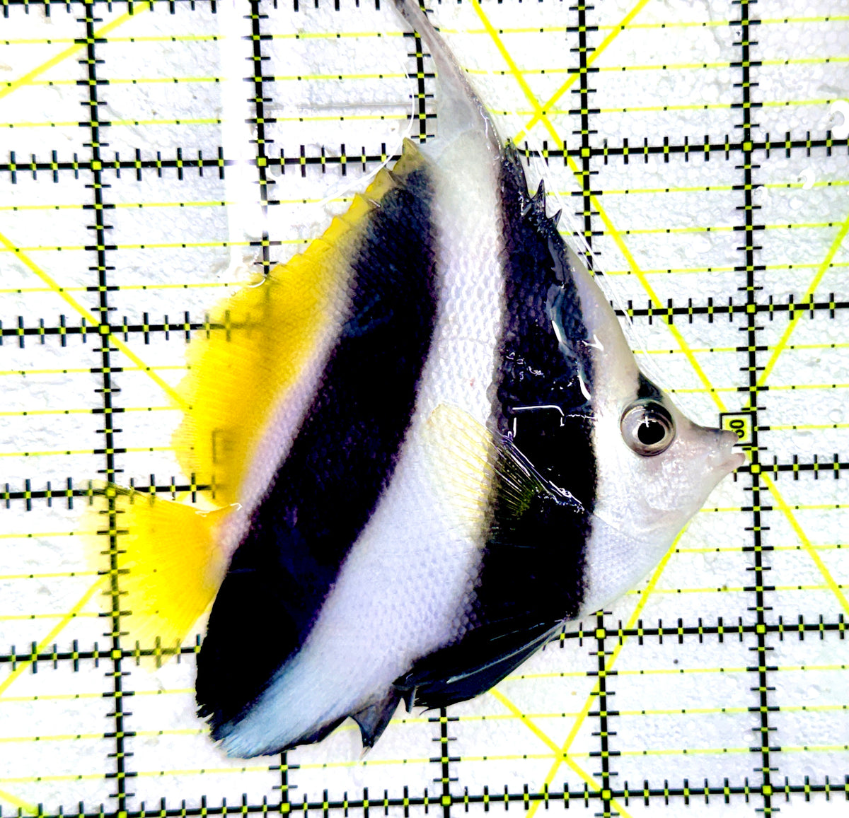 Heniochus Butterflyfish (Reef Safe) HB091201 WYSIWYG Size: ML 4" approx