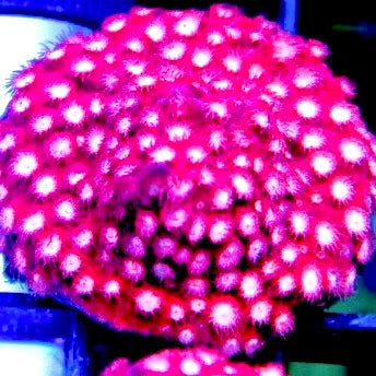 Bubblemint Cyphastrea (Aquacultured)