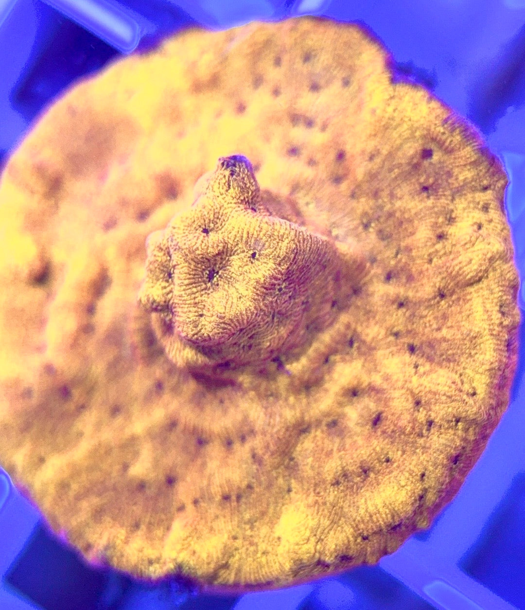 VA Jack-O-Lantern Leptoseris VAJOLL103003 WYSIWYG