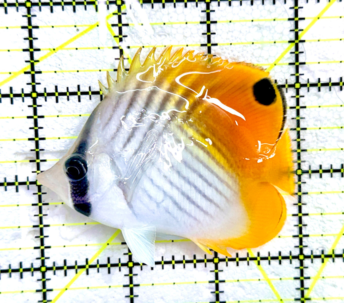 Auriga Butterflyfish AB091201 WYSIWYG Size: M 3" approx