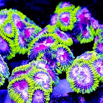 Purple Heart Dispsastraea / Favia