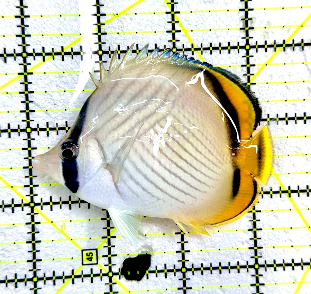 Vagabond Butterflyfish VB091201 WYSIWYG Size ML : 3.5" approx