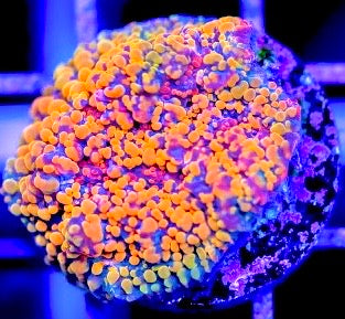 Cloudberries Chalice (Aquacultured) Size: M 0.5" to 0.75" Approx Frag