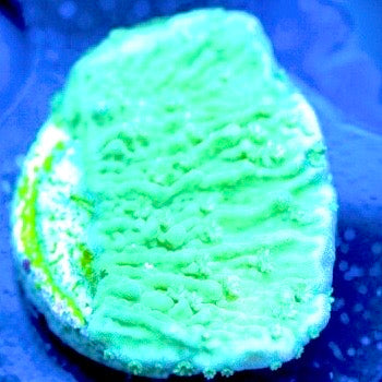 Green Cap Montipora (Frag to Orders)