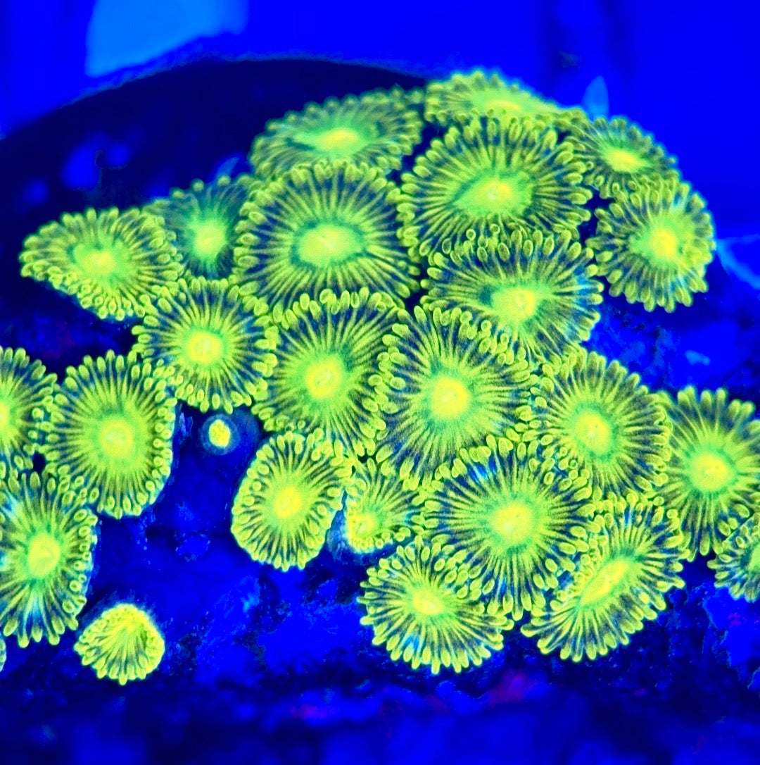 Zoas/Paly ZP102803 WYSIWYG