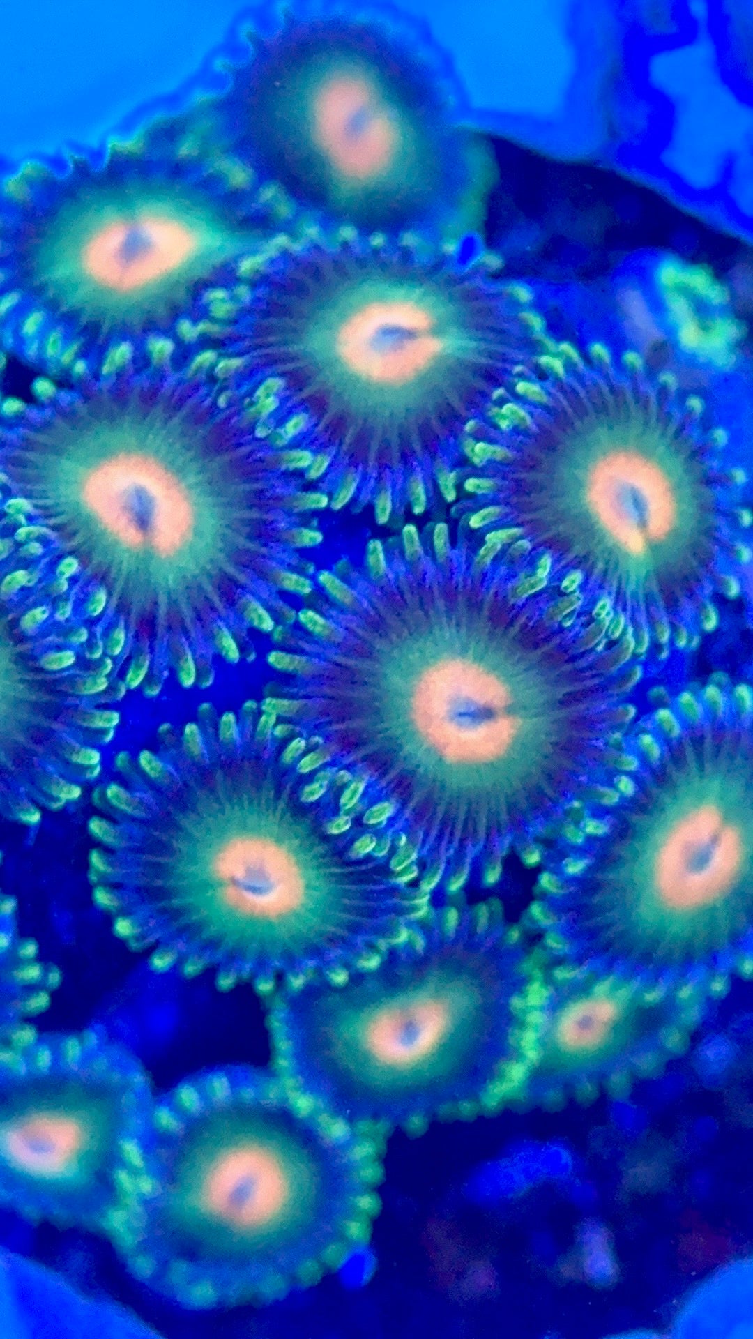 Indo Multicolor Zoa Size: M 0.75" to 1" - Violet Aquarium