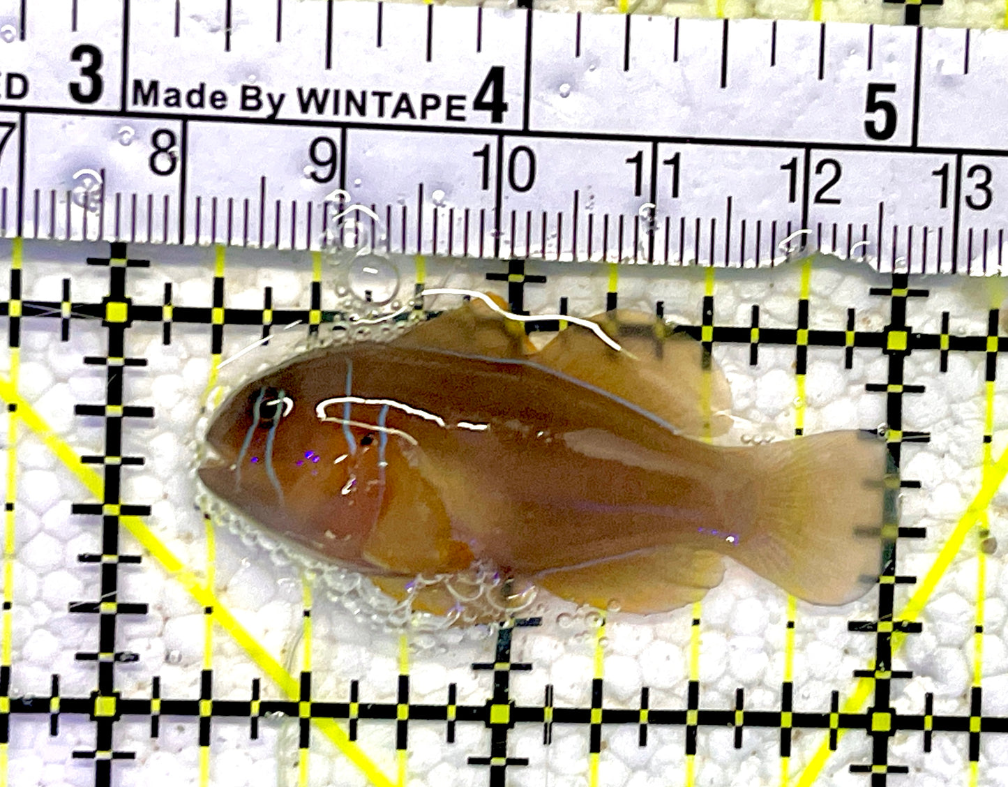 Poisson Goby (Maldives) PG061001 WYSIWYG Size: S 2"