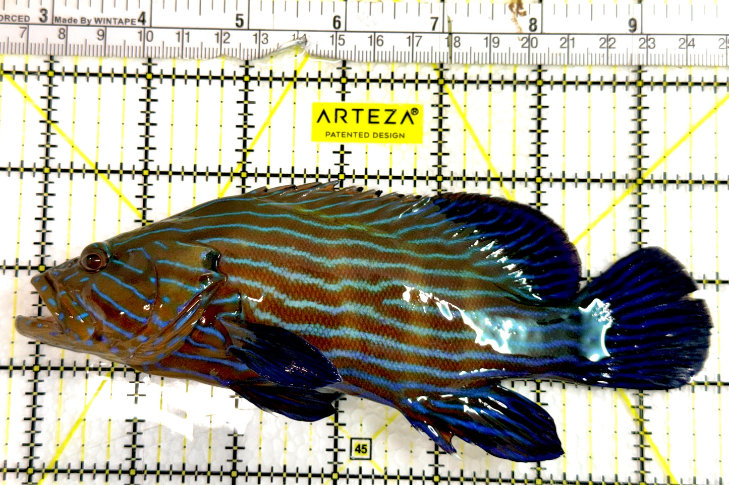 Blueline Grouper BG091501 WYSIWYG Size: XXL / SHOW 7" approx