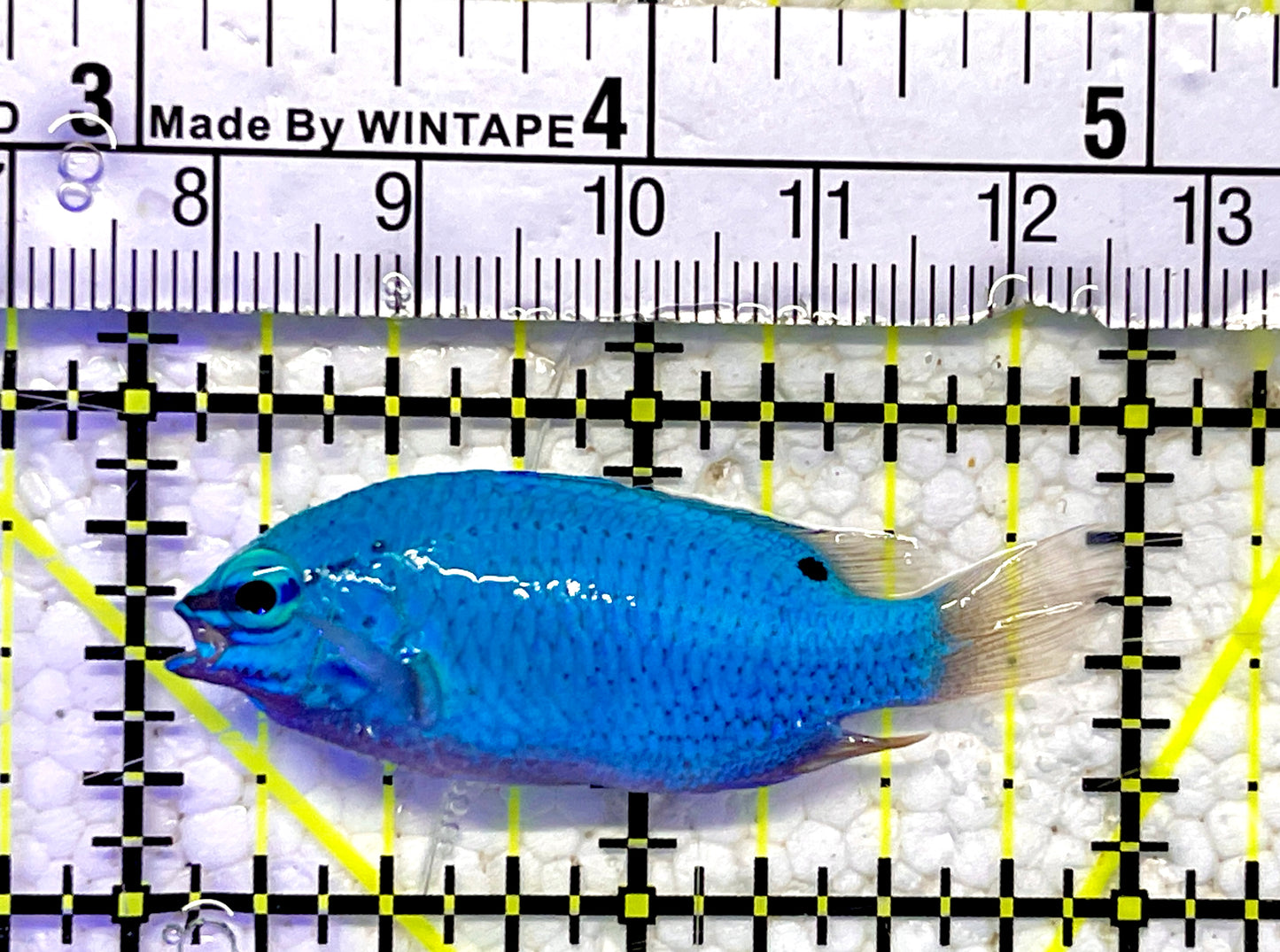 Blue Damselfish BDF061001 WYSIWYG Size: 2"