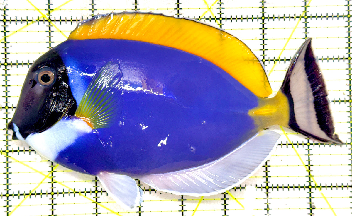 Powder Blue Tang PBT092001 WYSIWYG Size: XXL/Show 8" approx