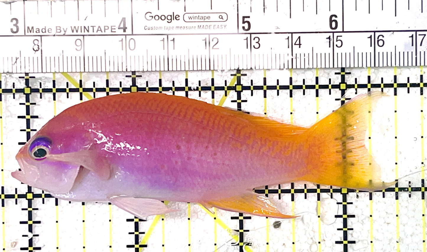 Bimaculatus Anthias Female BAF071901 WYSIWYG Size: XL 3.5" approx