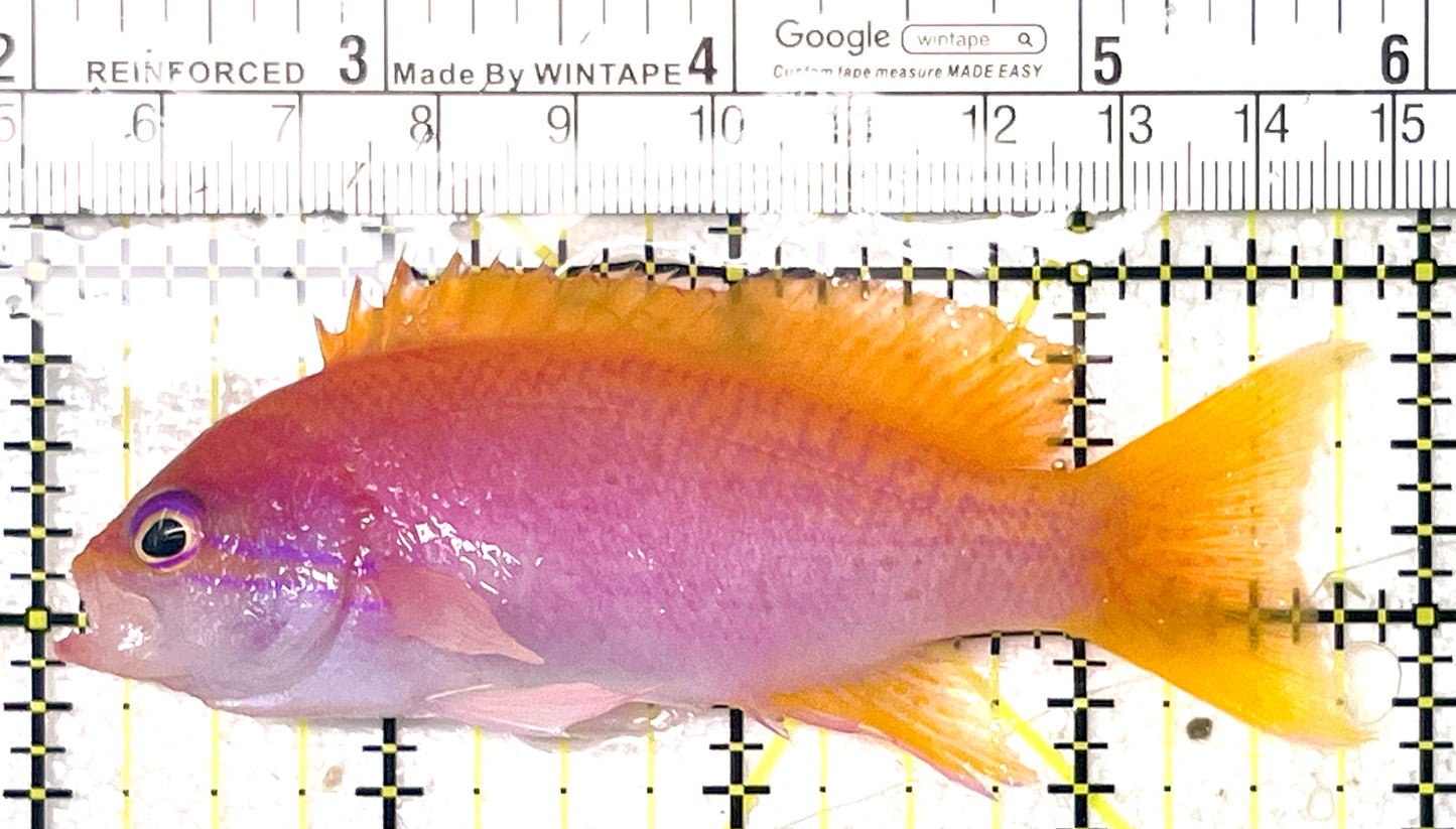 Bimaculatus Anthias Female BAF071902 WYSIWYG Size: XL 4" approx