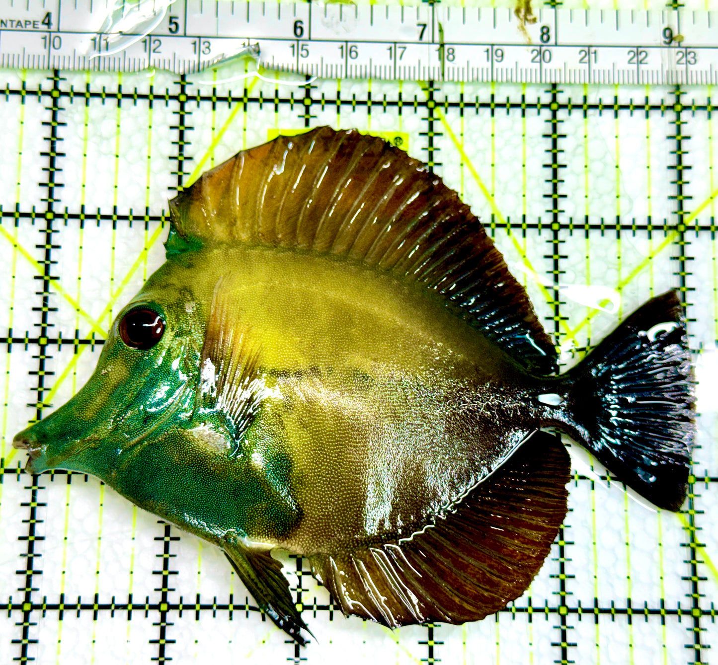 Rare Koi Scopas Tang RKST091502 WYSIWYG Size: XL 5.25" approx