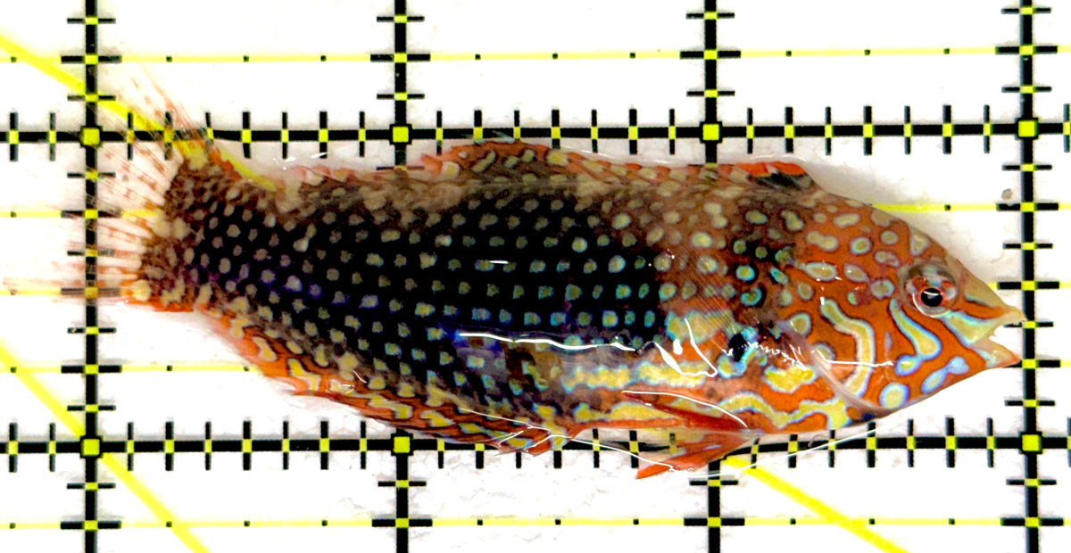 Ornate Leopard Wrasse OLW092001 WYSIWYG Size: XL 3" approx