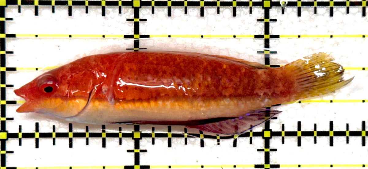 HighFin Fairy Wrasse (Maldives Special Grade) HFW092001 WYSIWYG Size: XL 2.5" approx