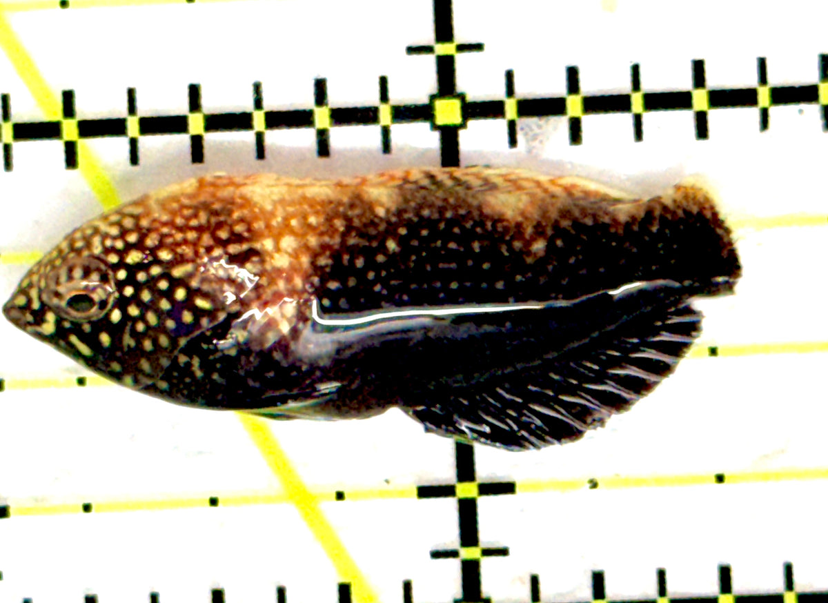 Black Leopard Wrasse BLW092003 WYSIWYG Size: M 1.5" approx