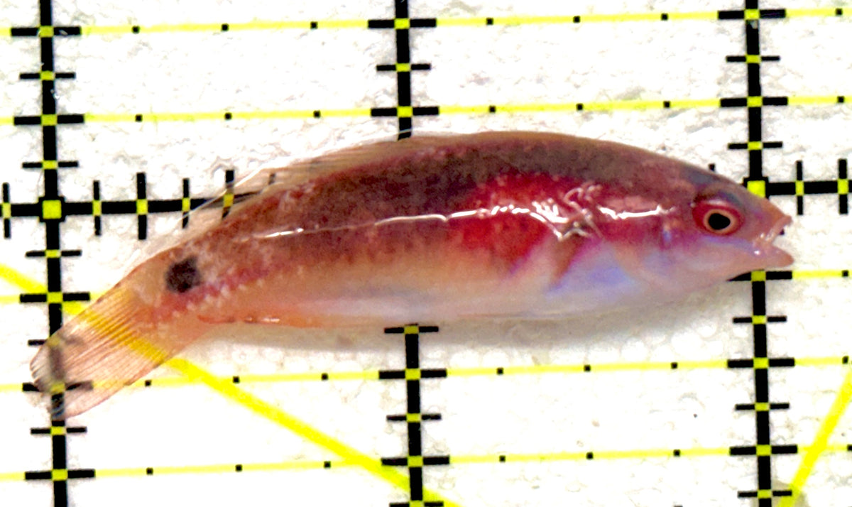 Exquisite Fairy Wrasse (Maldives Special Grade) EFW092004 WYSIWYG Size: M 2" approx