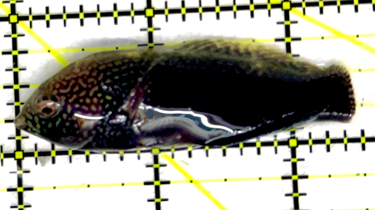 Black Leopard Wrasse BLW092001 WYSIWYG Size: XL 2.5" approx