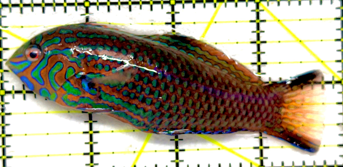 Ornate Leopard Wrasse OLW092102 WYSIWYG Size: XXL/SHOW 3.75" approx