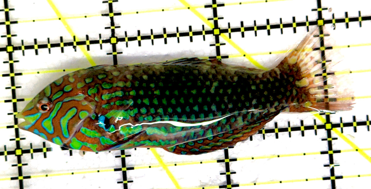 Ornate Leopard Wrasse OLW092101 WYSIWYG Size: XL 3.25" approx