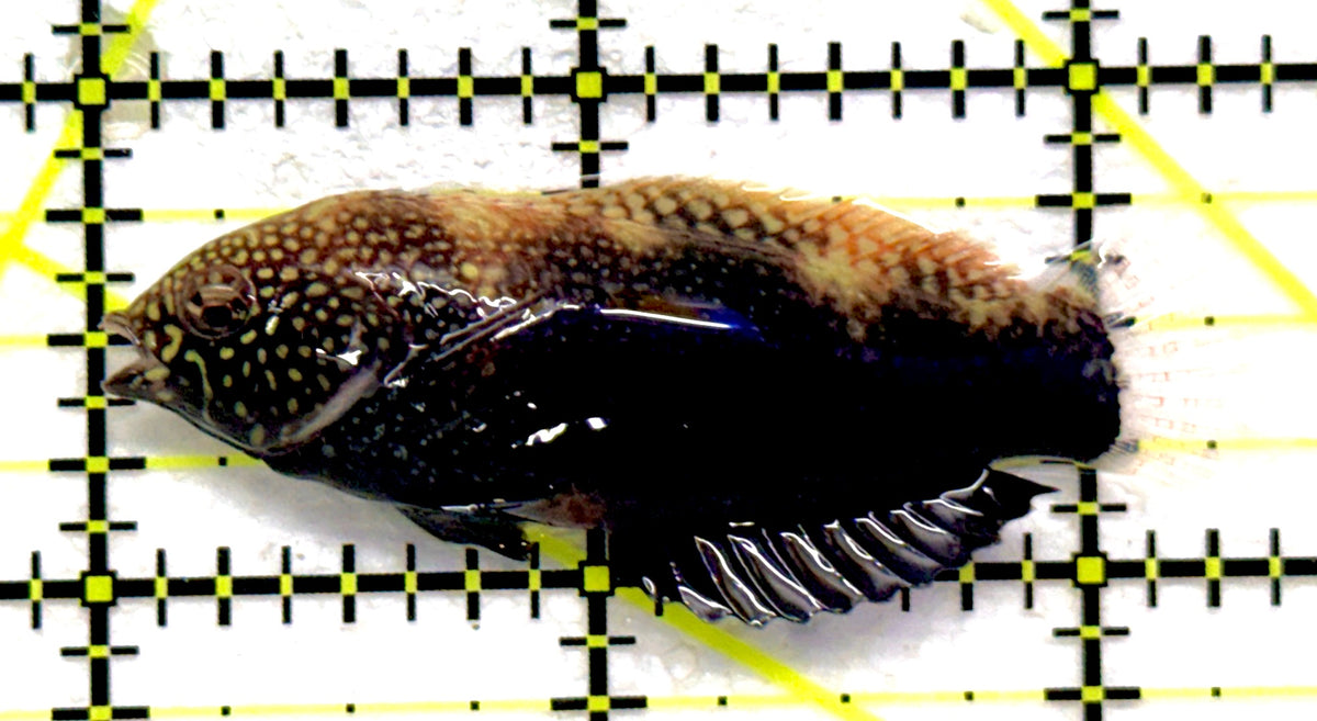 Black Leopard Wrasse BLW092002 WYSIWYG Size: XL 2.25" approx