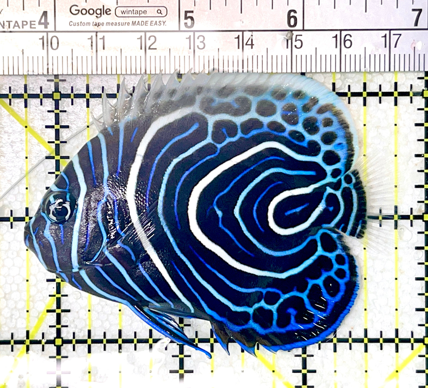 Emperor Angelfish Juvenile EAJ071905 WYSIWYG Size: M 3" approx