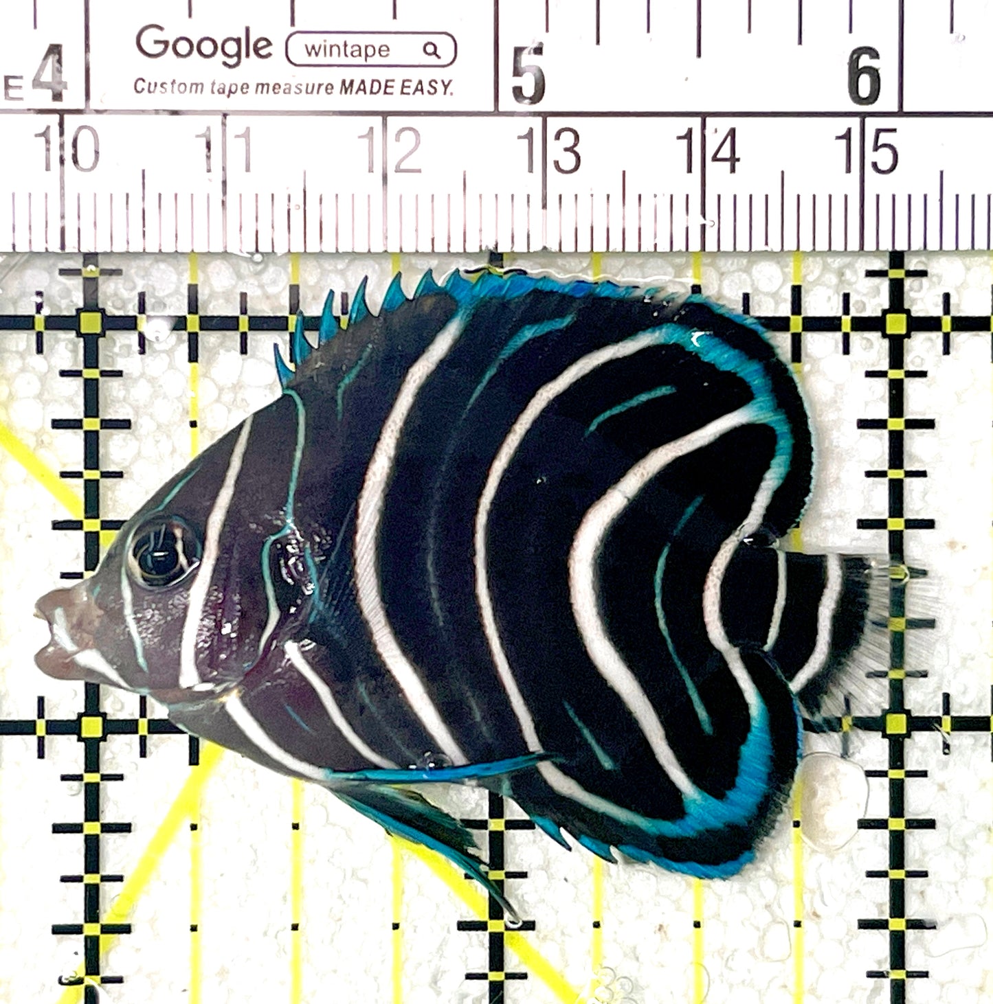 Koran Angelfish Juvenile KAJ071901 WYSIWYG Size: M 2.25" approx
