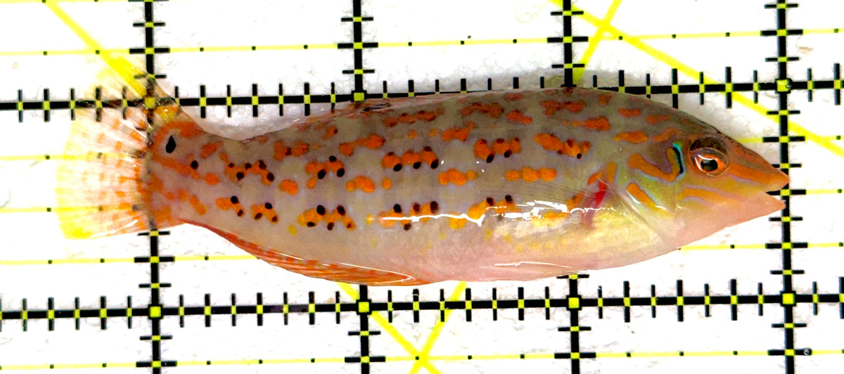 Timor Wrasse TW092002 WYSIWYG Size: XL 3.5" approx