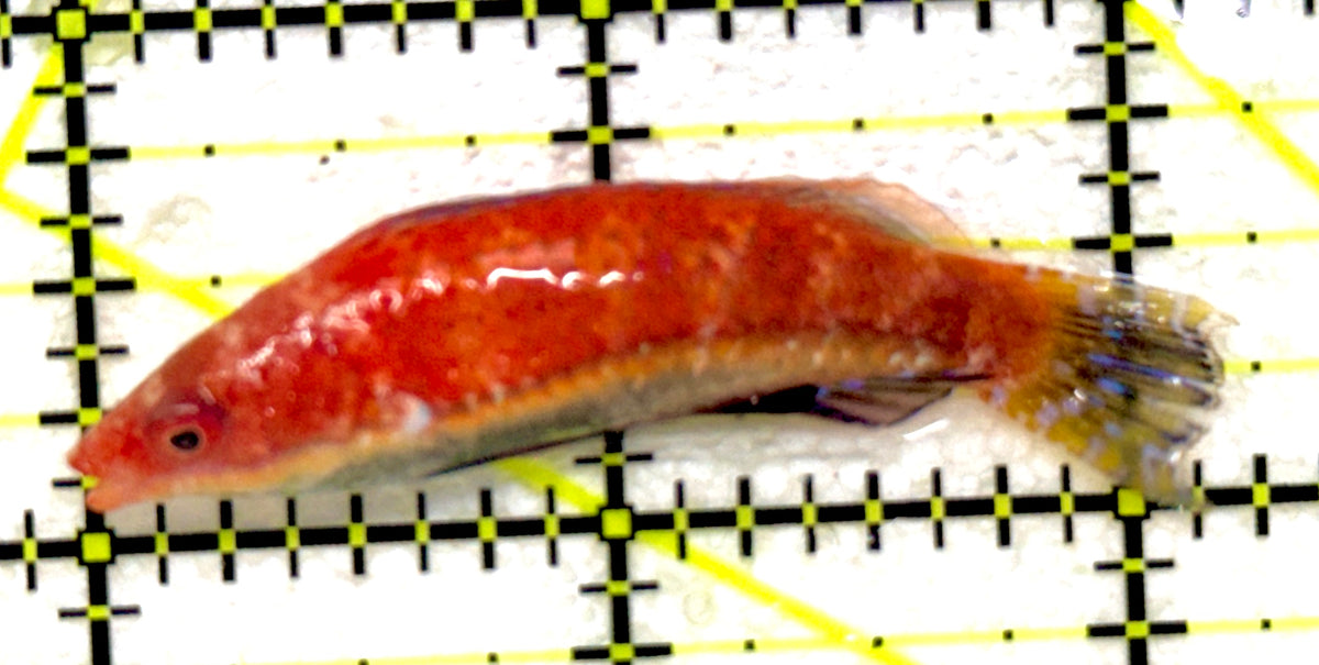 HighFin Fairy Wrasse (Maldives Special Grade) HFW092002 WYSIWYG Size: XL 2.25" approx
