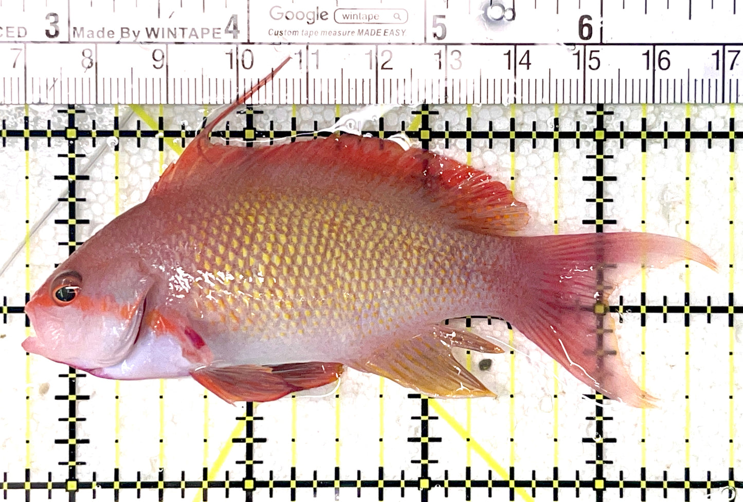 Male Lyretail Anthias (Maldives) MLA071904 WYSIWYG Size: L 4" approx