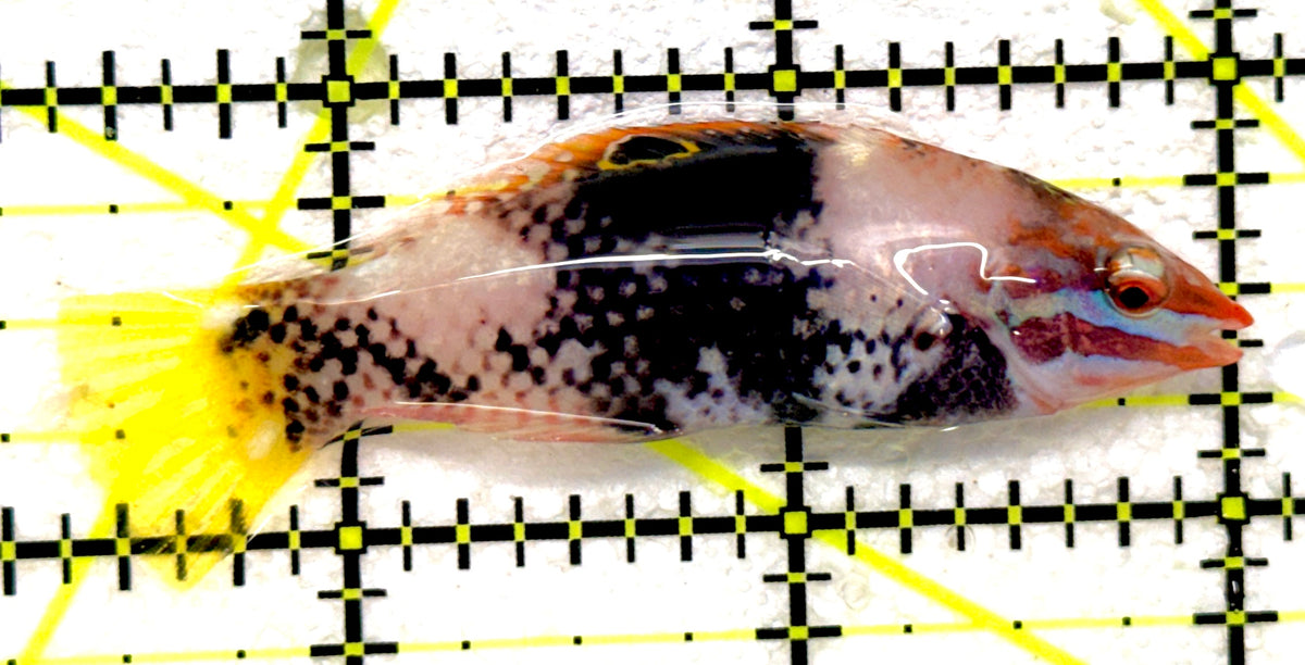 Checkerboard Wrasse CW092001 WYSIWYG Size: M 2.5" approx
