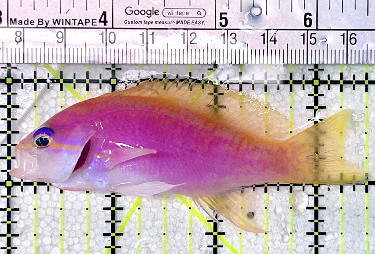 Bimaculatus Anthias Female BAF071902 WYSIWYG Size: XL 3.5"