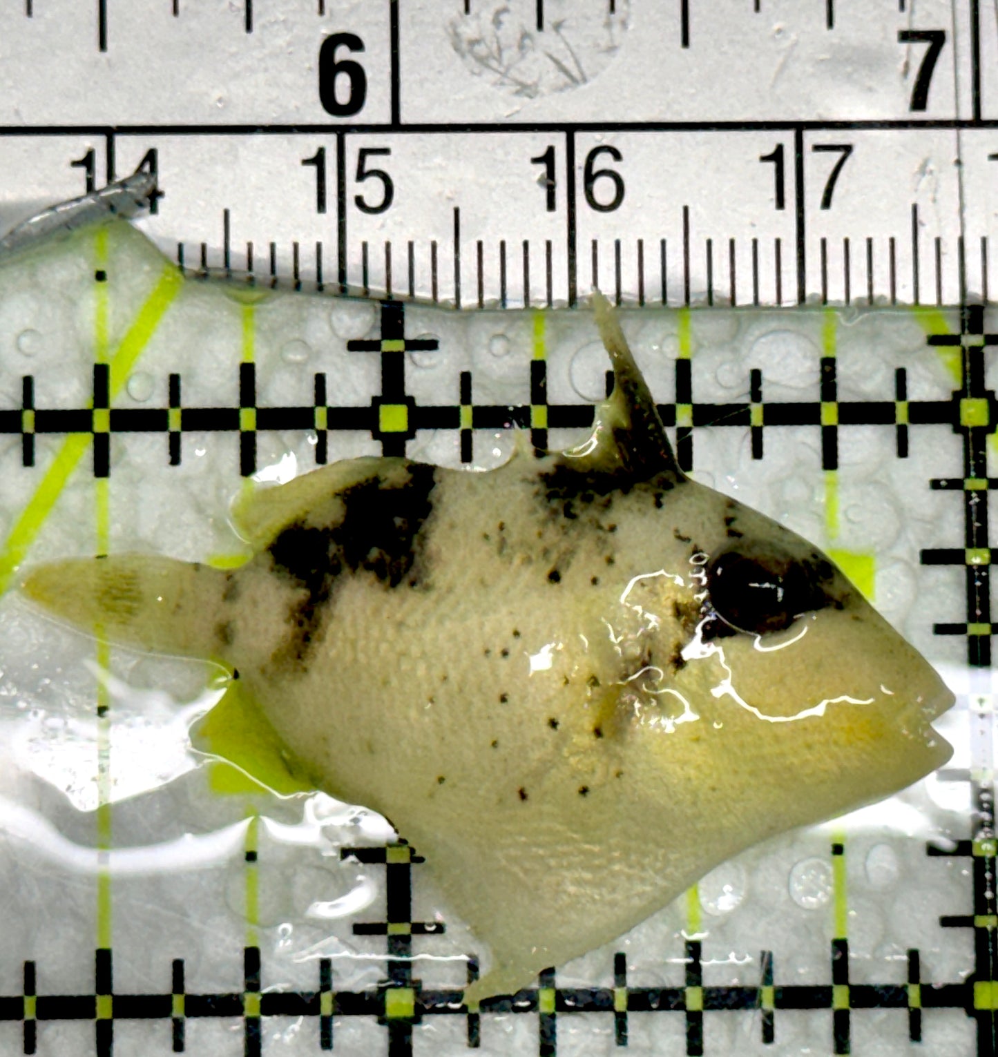 Titan Triggerfish TT091301 WYSIWYG Size: Tiny 1.5"