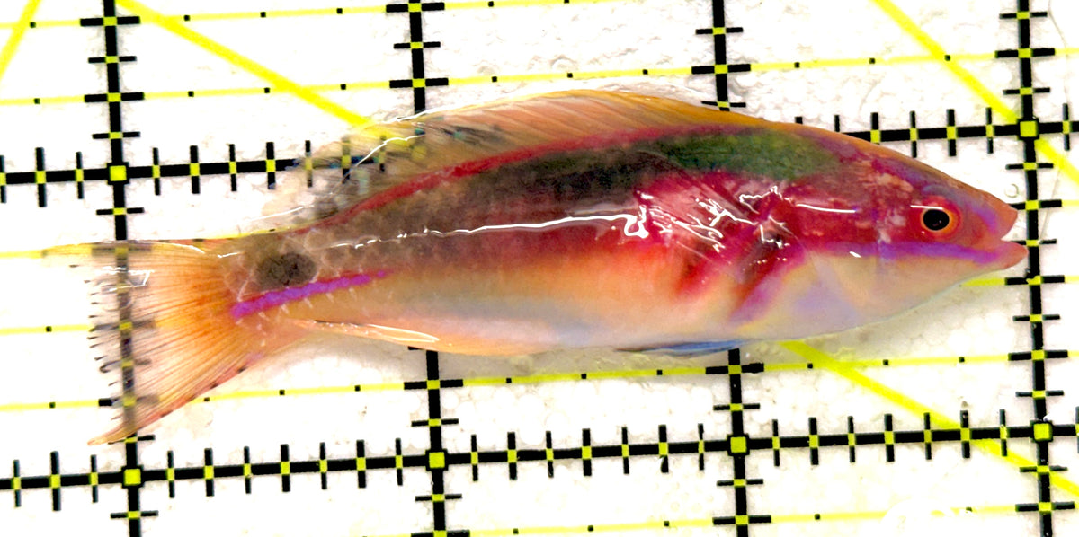 Exquisite Fairy Wrasse (Maldives Special Grade) EFW092001 WYSIWYG Size: L 3.25" approx