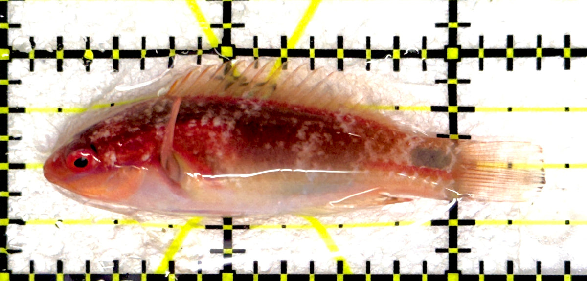 Exquisite Fairy Wrasse (Maldives Special Grade) EFW092002 WYSIWYG Size: M 2.5" approx