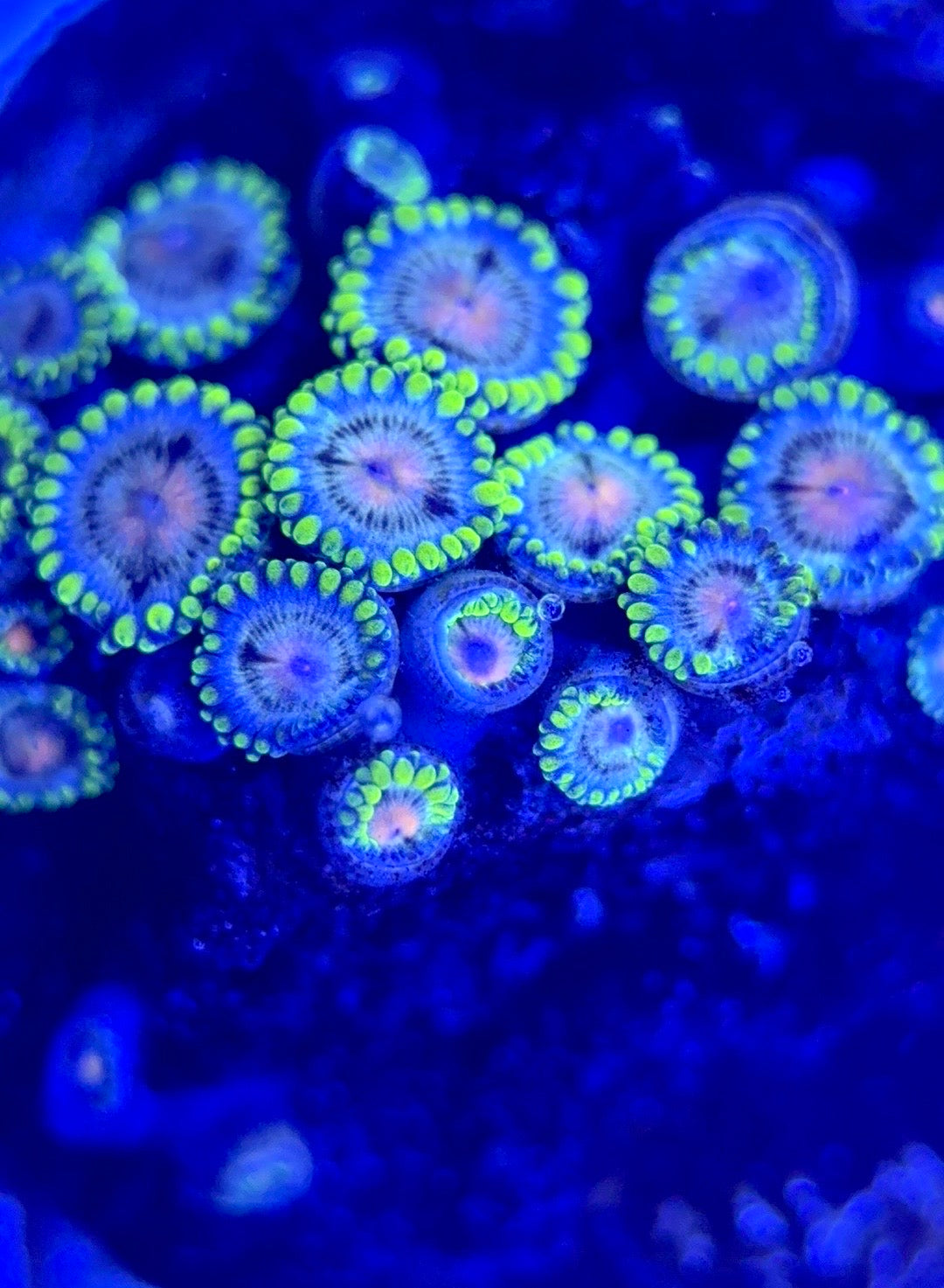 Zoas/Paly ZP102901 WYSIWYG