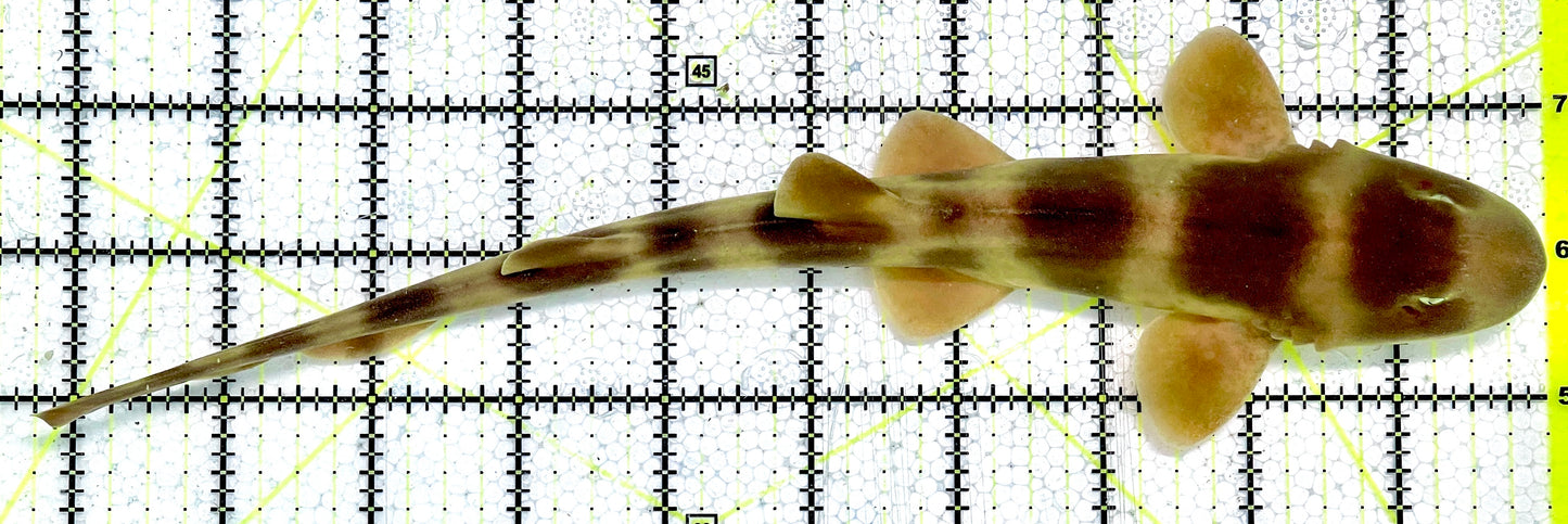 Grey Bamboo Shark GBS071901 WYSIWYG Size: L 10.25"