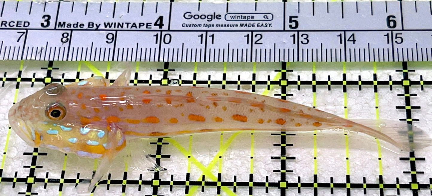 Diamond Watchman Goby DWG071901 WYSIWYG Size: L 3.25"