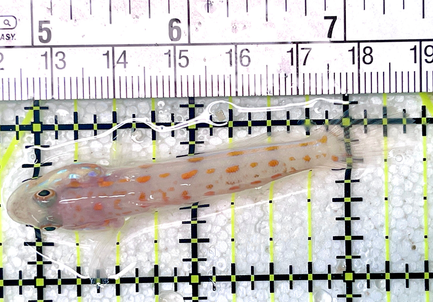 Diamond Watchman Goby DWG071902 WYSIWYG Size: M 2.75"