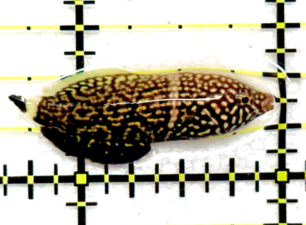 Lined Wrasse LW092002 WYSIWYG Size: S 1.25" approx